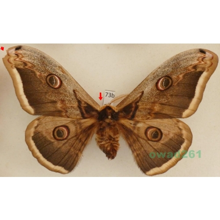 Saturnia pyri (Denis & Schiffermüller, 1775) male Pawica gruszówka Czech 113mm73b